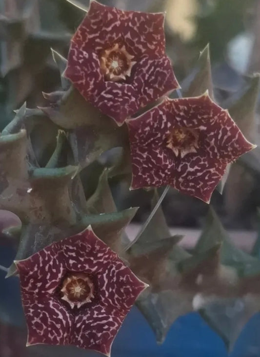 Orbea Carnosa ssp Keythii seeds