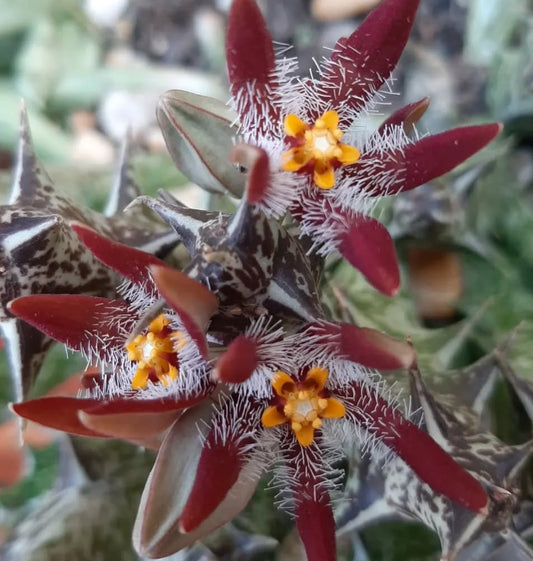 Orbea Crysostephana seeds