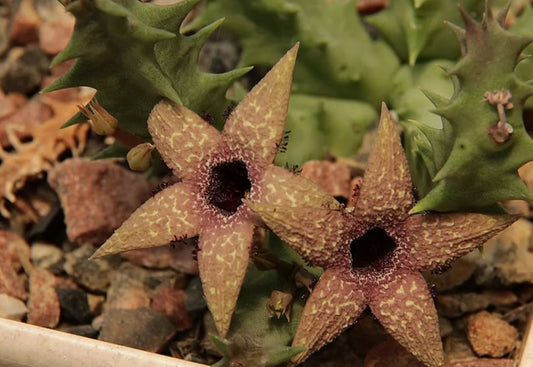 Orbea Gerstneri seeds