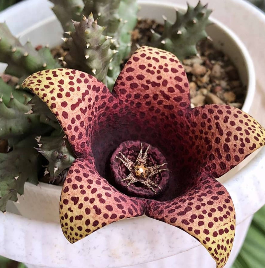 Orbea Red Leopard seeds