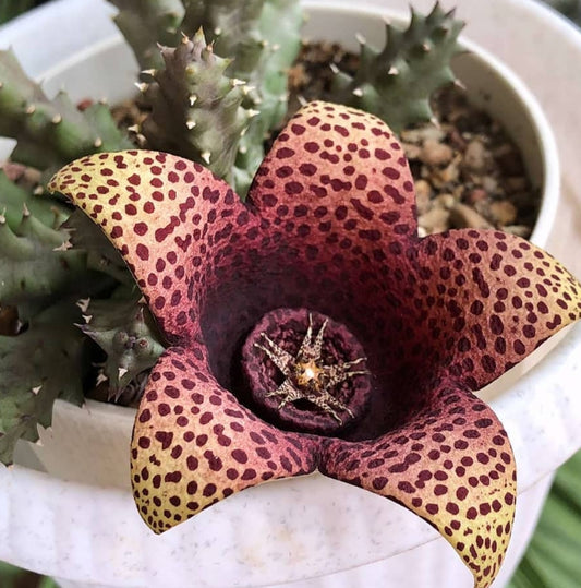Orbea Red Leopard seeds