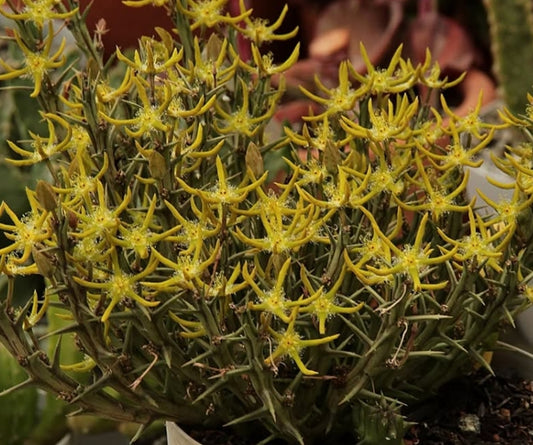 Orbea Rogersii seeds
