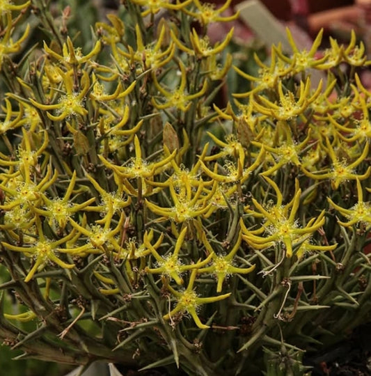 Orbea Rogersii seeds