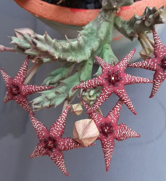 Orbea Starlight seeds