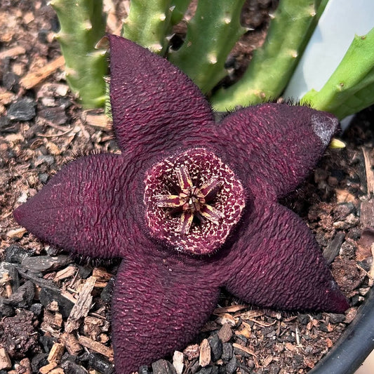 Orbea Variegata Black seeds