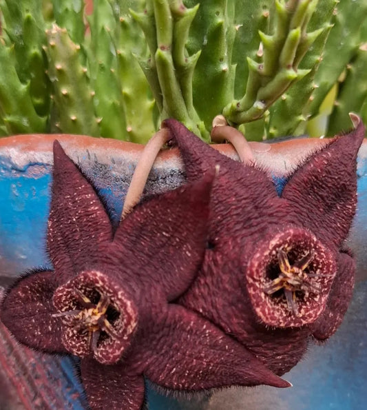 Orbea Variegata Negra seeds