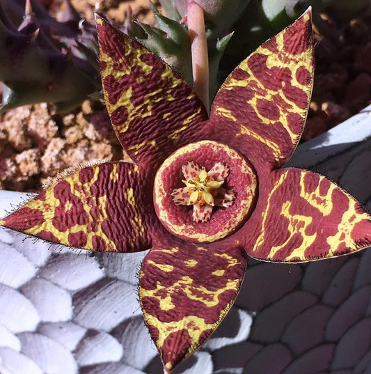 Orbea Variegata X Orbea Semota hybrid seeds