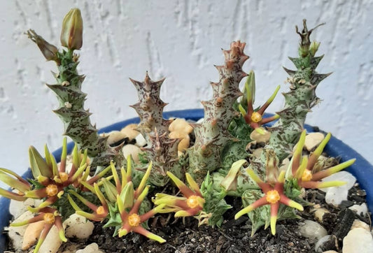 Orbea Wismmanii seeds