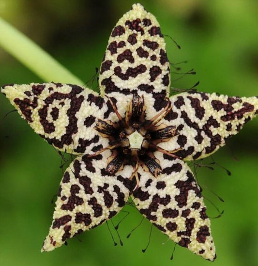 Orbea albocastanea seeds