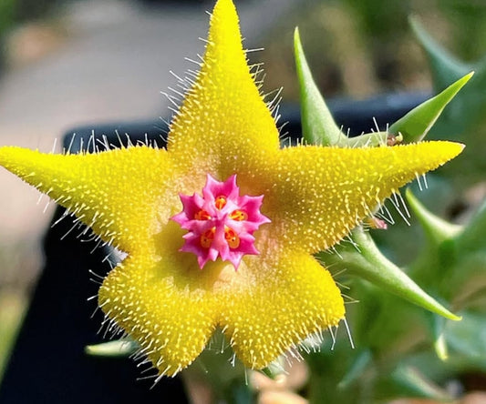 Orbea araysiana hybrid seeds