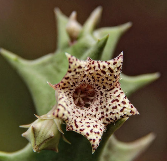 Orbea carnosa seeds