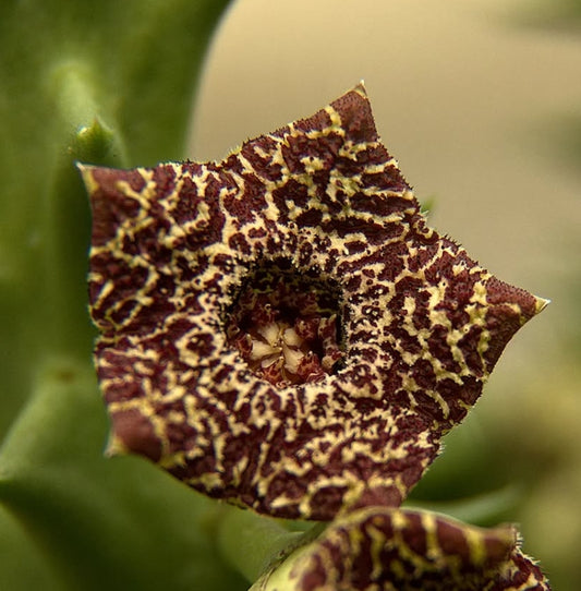 Orbea carnosa subsp. keithii seeds