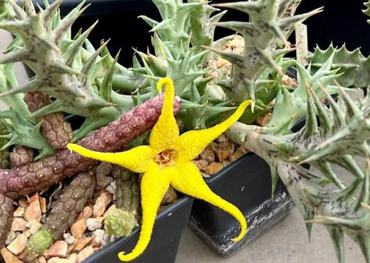 Orbea caudata seeds