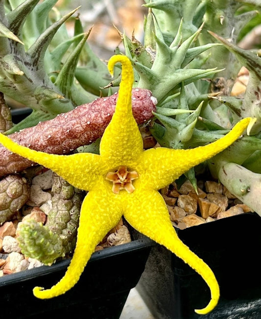 Orbea caudata seeds