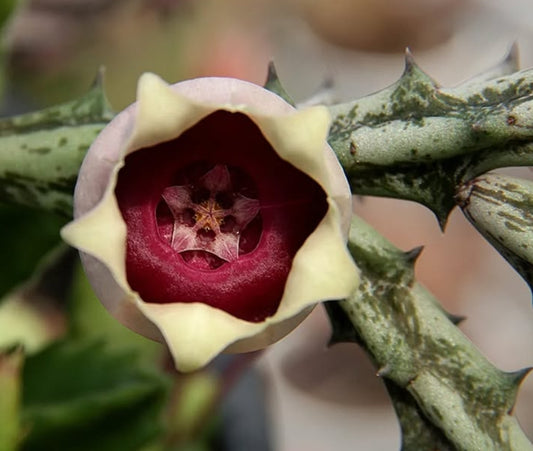 Orbea conjucta seeds