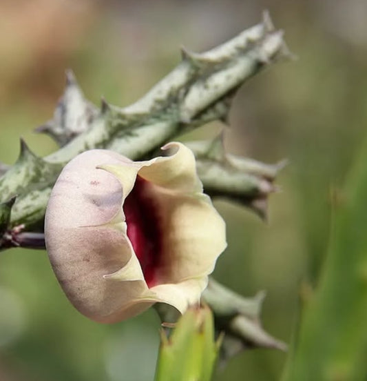 Orbea conjucta seeds