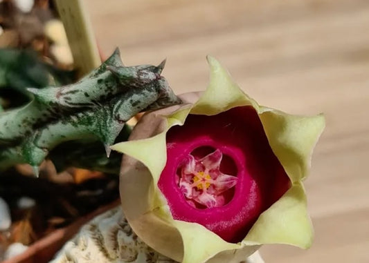 Orbea conjuncta seeds