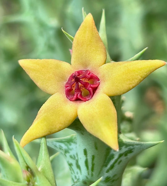 Orbea cv. Leguina seeds