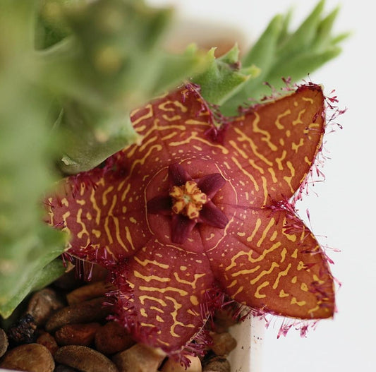 Orbea macloughlinii seeds