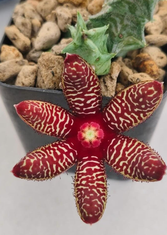 Orbea maculata ssp. rangeana seeds