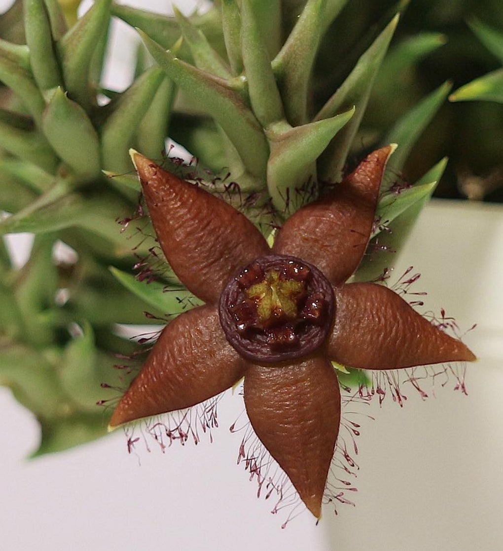 Orbea orientalis seeds