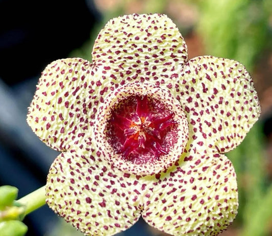 Orbea pulchella seeds