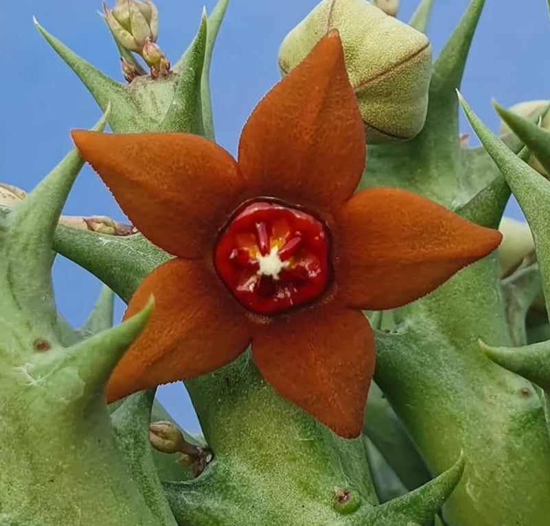 Orbea sprengeri ssp. foetida seeds