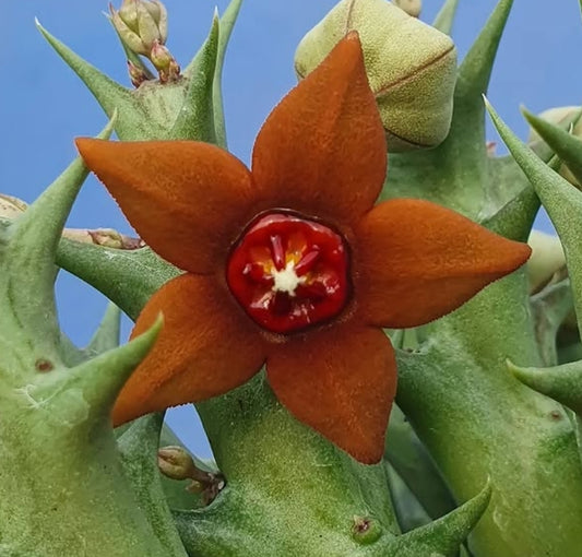 Orbea sprengeri ssp. foetida seeds