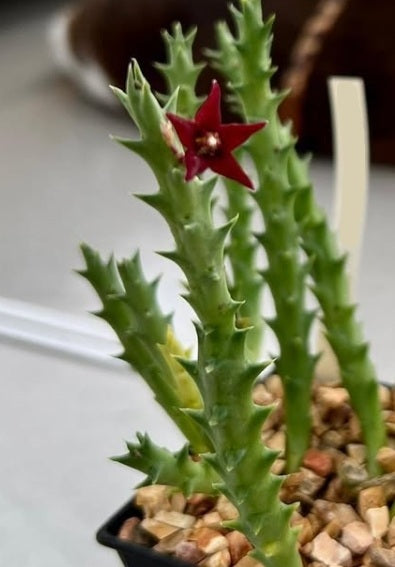 Orbea taitica seeds