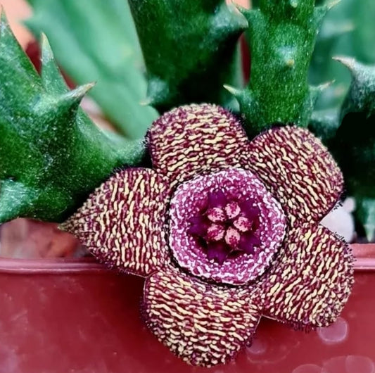 Orbea verrucosa x cooperii seeds