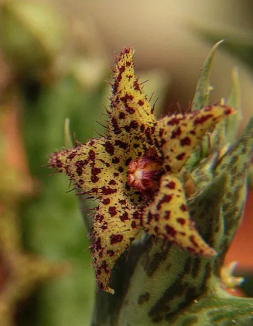 Orbea wilsonii seeds