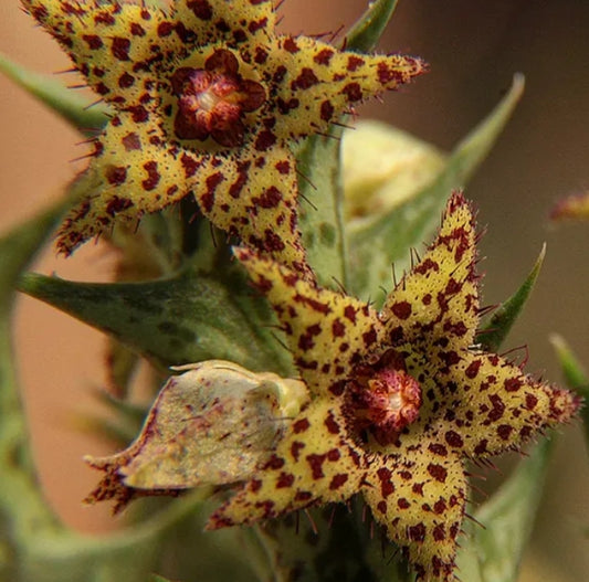 Orbea wilsonii seeds