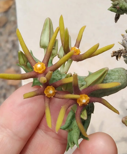 Orbea wissmannii var eremastum hybrid seeds
