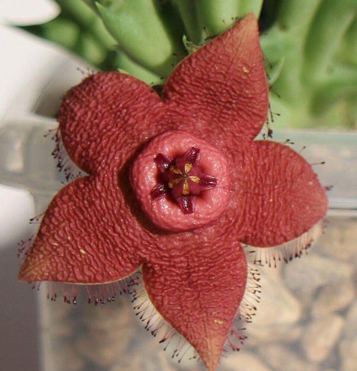 Orbea woodii seeds