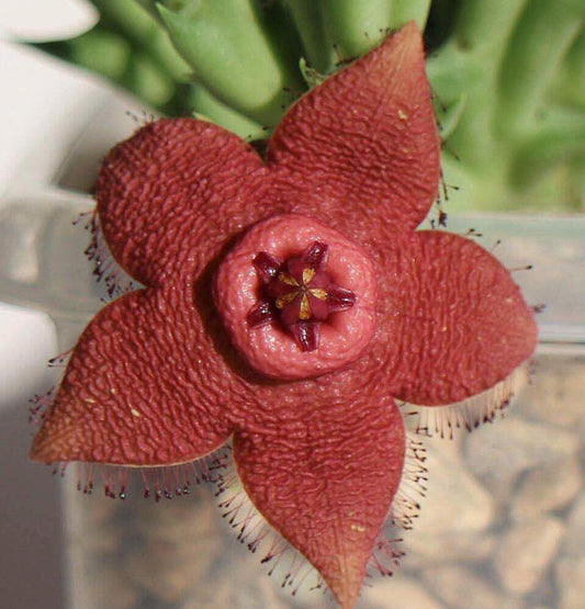 Orbea woodii seeds