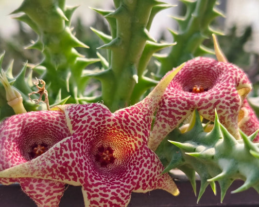 Orbea x Huernia ' Beautiflul ' hybrid seeds