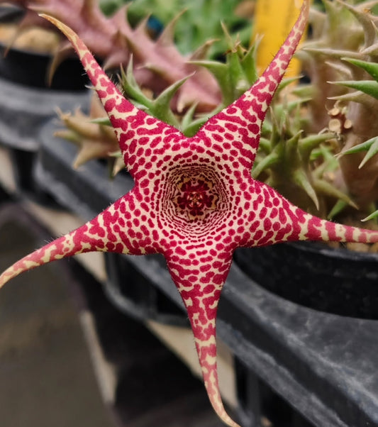Orbea x Huernia ' Phoenix ' hybrid seeds