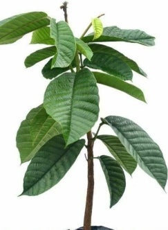 Ormosia sp. seeds