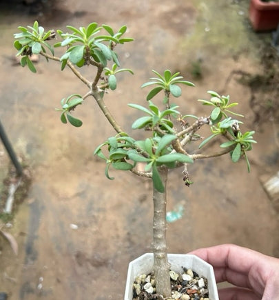 Othonna arbuscula seeds