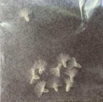 Othonna euphorbioides seeds