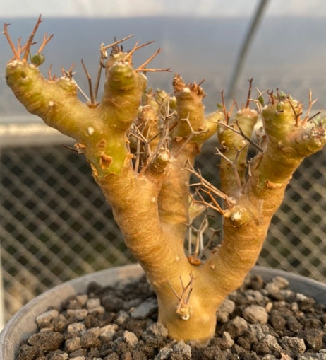 Othonna euphorbioides seeds