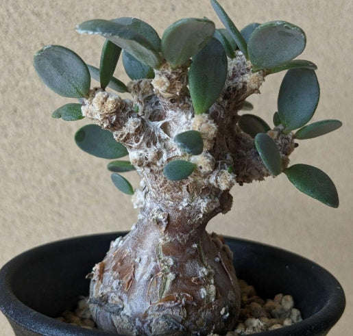 Othonna Pygmaea seeds