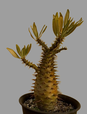 Pachypodium Ambongense seeds
