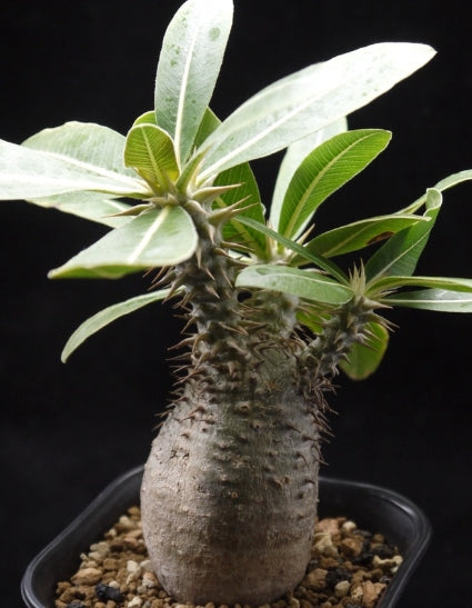 Pachypodium Densiflorum seeds