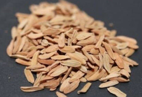 Pachypodium bicolor seeds