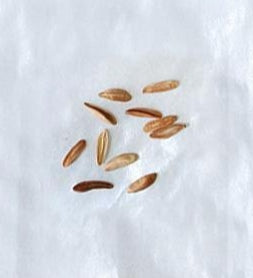 Pachypodium bicolor seeds