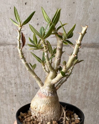 Pachypodium bispinosum seeds