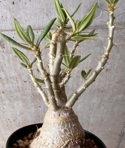 Pachypodium bispinosum seeds