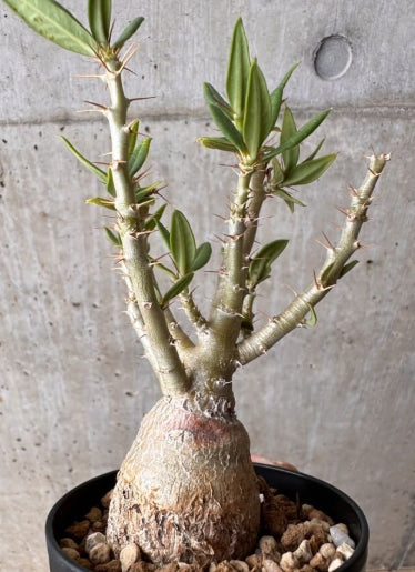 Pachypodium bispinosum seeds