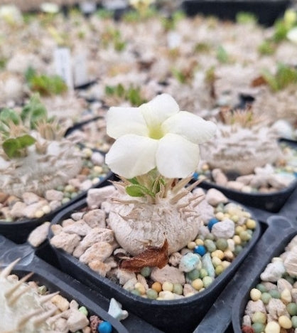 Pachypodium brevicaule ssp. leucoxanthum seeds